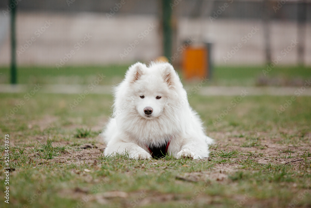Samoyed dog in the park. Big white fluffy dog on a walk Samoyed dog in the park. Big white fluffy dog on a walk