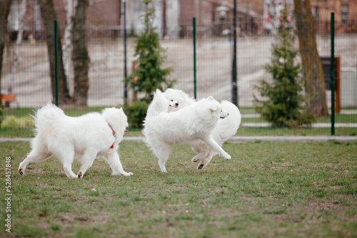 Samoyed dog running and playing in the park. Big white fluffy dogs on a walk © OlgaOvcharenko