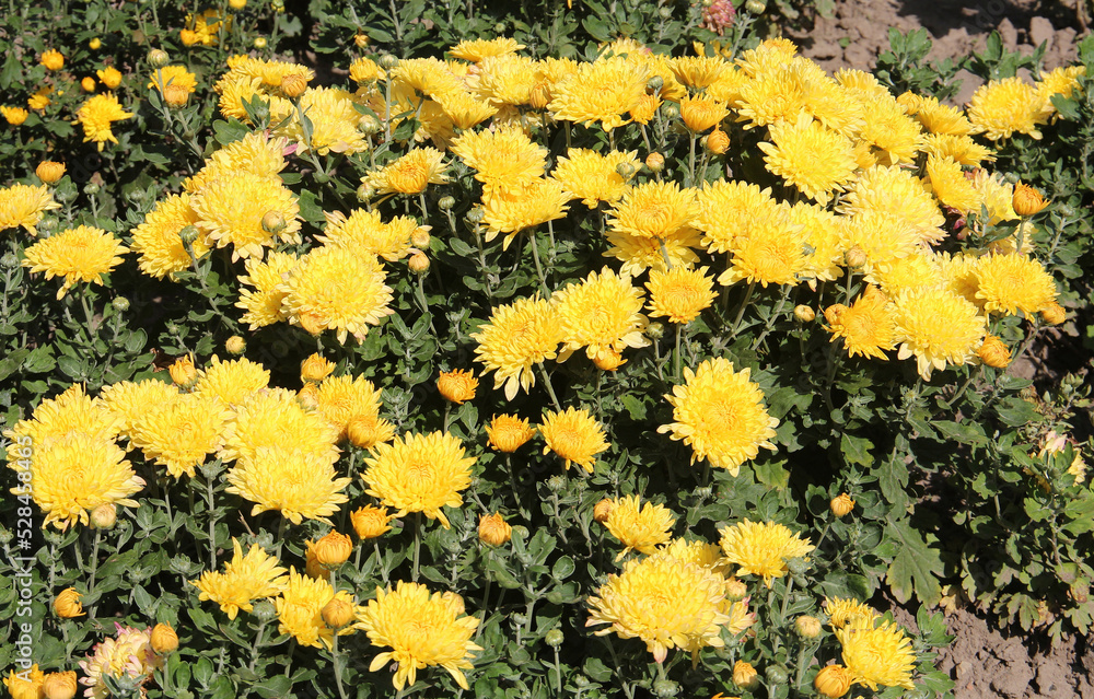 Obraz premium flowers