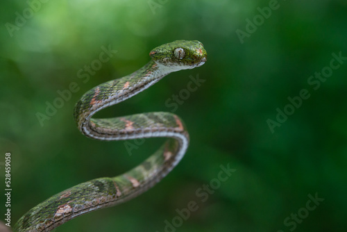 Bengkulu cat snake Boiga bengkuluensis on defensive position