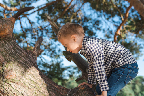 Preschool boy climbs a huge pine tree. #528459090