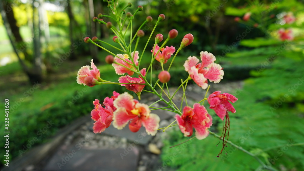 pink peacock flower. pink peacock flower.
