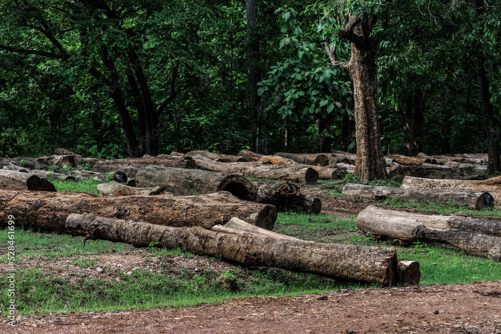The cutdown tree trunks are arranged in the Indian rainforest. The wooden logs are for sale by the forest department. The cutdown tree trunks are arranged in the Indian rainforest. The wooden logs are for sale by the forest department.
