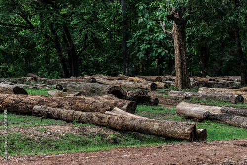 The cutdown tree trunks are arranged in the Indian rainforest. The wooden logs are for sale by the forest department.