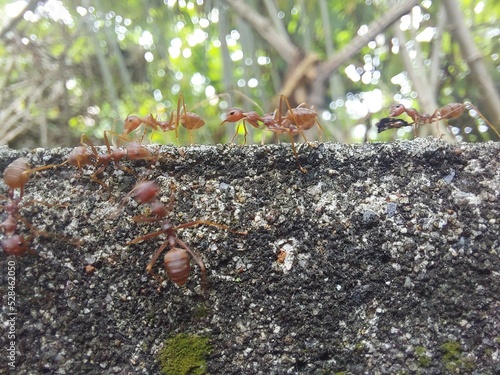 Ants are out foraging in the morning in nature.