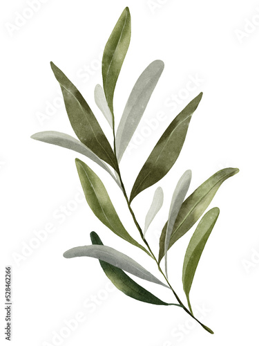 Watercolor of plain dark olive leaf