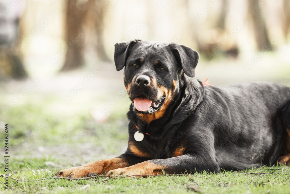 Beautiful Rottweiler dog on the green grass