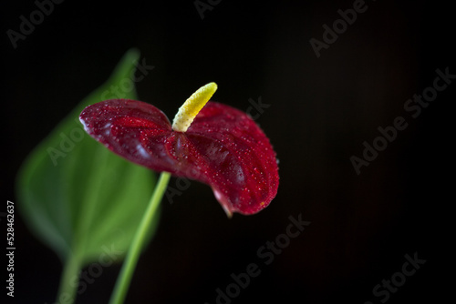 Beautiful anthurium flower ...