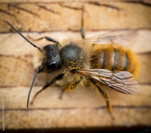 Solitary bee sat on wood