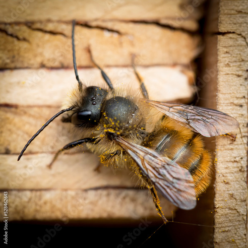 A solitary bee sat on some wood