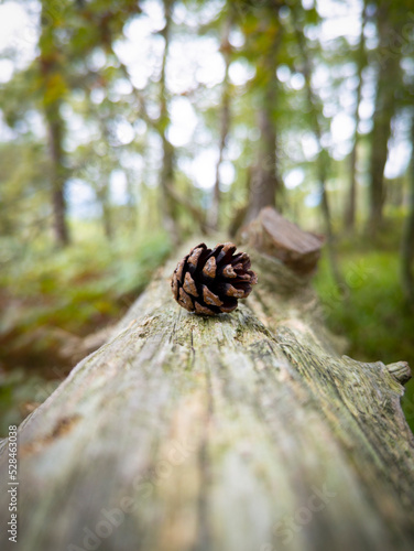 Pine cone on a fallen tree
