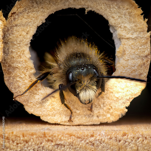 A solitary bee climbing out off a wooden hole