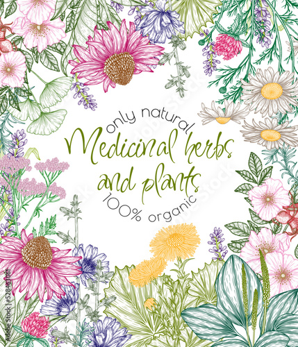 Vector frame of medicinal herbs in engraving style. Linear chamomile, chicory, clover, lavender, plantain, valerian, echinacea, rosehip, coltsfoot, ginkgo