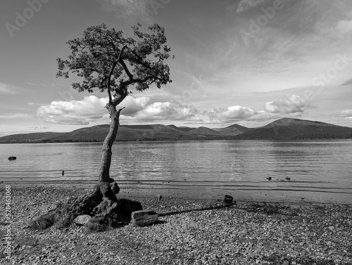 A black and white tree by a lake