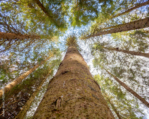Looking up the length of a tall tree