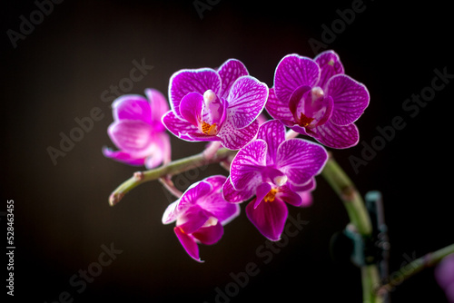 Beautiful phalaenopsis orchid on a black background