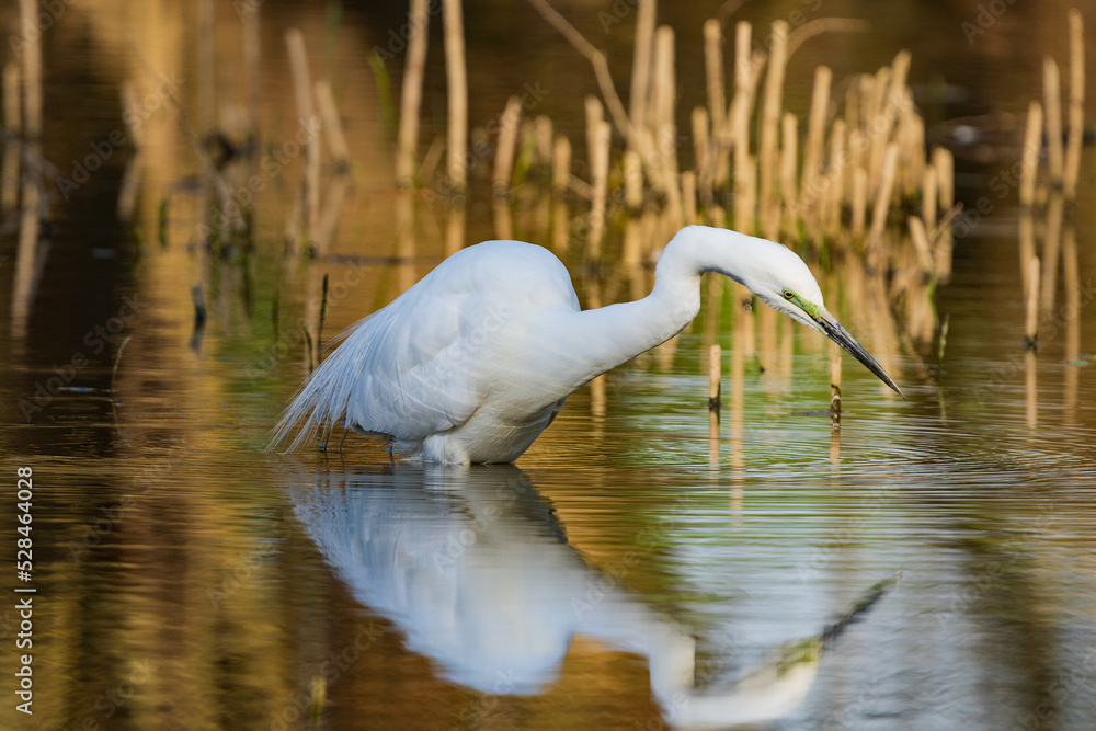Fototapeta premium The great egret (Ardea alba), also known as the common egret, large egret, or (in the Old World) great white egret or great white heron is a large, widely distributed egret.