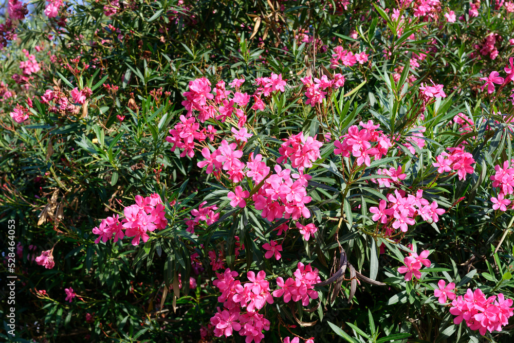 Fototapeta premium Abundant Pink Oleander Blossoms Creating a Colorful Mediterranean Garden Background