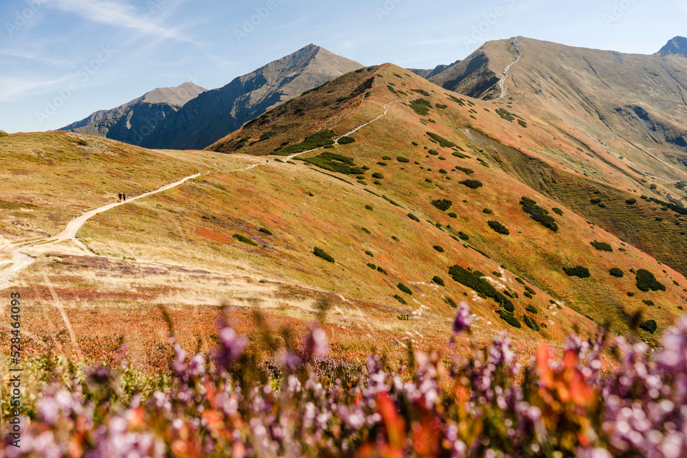 Autumn landscape of Western Tatras with heathers. Colorful mountains during fall with yellow and red grass.