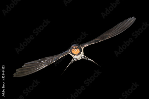 Barn swallow flying on black background