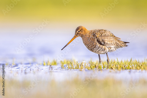 Black Tailed Godwit with Bright Background