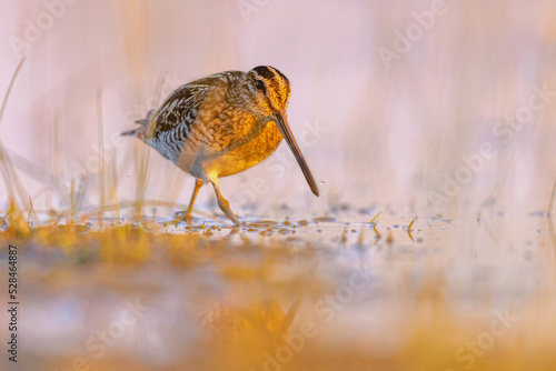 Quadro em tela Common snipe in Wetland bright background