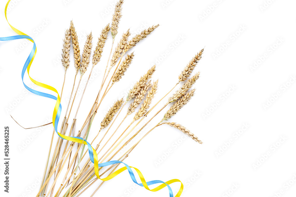 Wheat spikelets with yellow and blue ribbon in colors of Ukrainian flag isolated on white. Concept of food supply crisis and global food scarcity because of war in Ukraine. Wheat spikelets with yellow and blue ribbon in colors of Ukrainian flag isolated on white. Concept of food supply crisis and global food scarcity because of war in Ukraine.