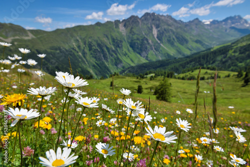 Beautiful flowering alpine meadows in the background mountains and sky with clouds photo