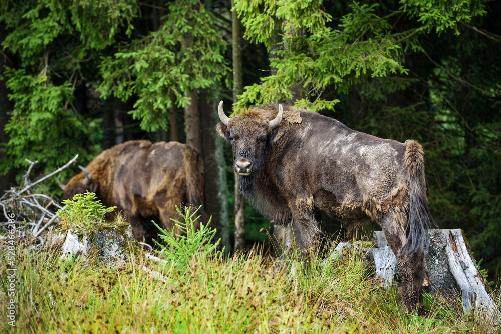 European Bison in the forest. Wisent. Bison bonasus. European Bison in the forest. Wisent. Bison bonasus.
