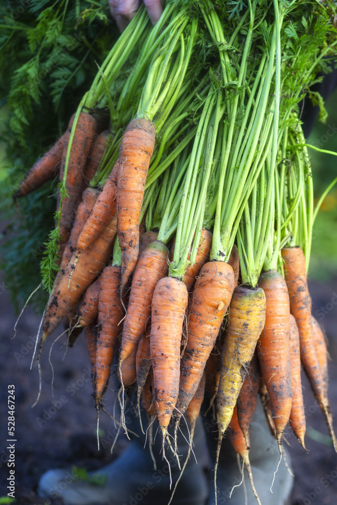 Fresh carrots. Harvest fresh organic carrots on the ground. Fresh carrots. Harvest fresh organic carrots on the ground.