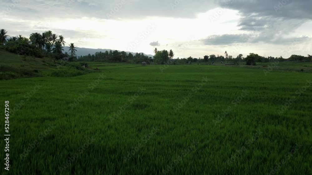 Aerial view of rice fields, Aceh, Indonesia. Aerial view of rice fields, Aceh, Indonesia.