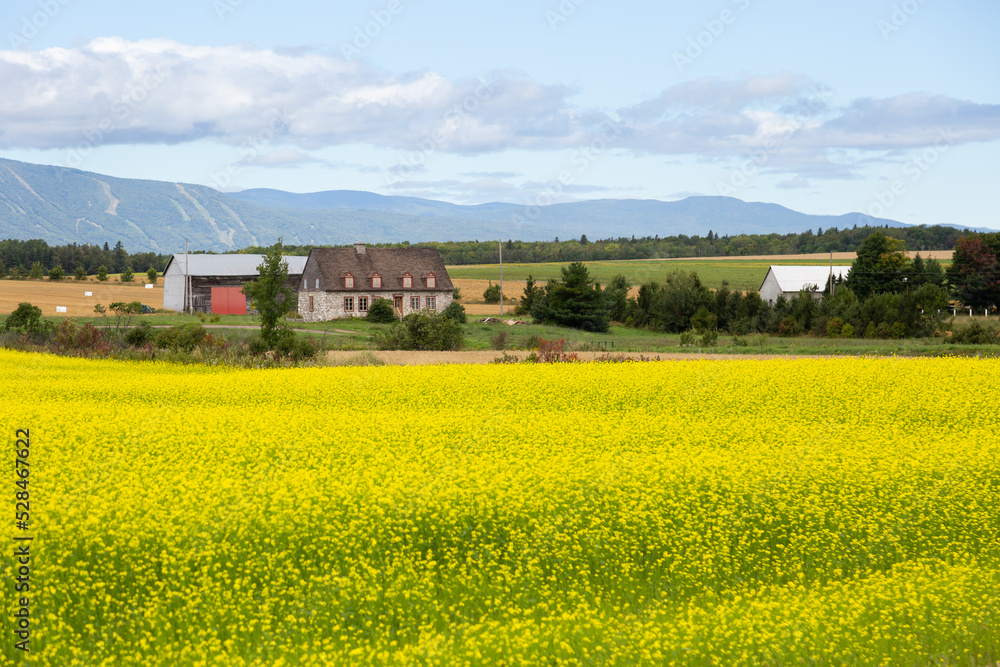 French-style patrimonial stone house and large barn with yellow blooming canola flowers in field and the Laurentian mountains in the background, St. Laurent, Island of Orleans, Quebec, Canada