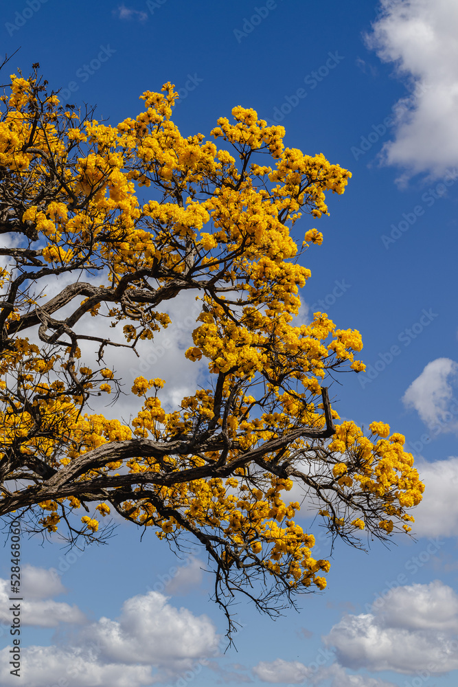Yellow ipe tree in the city of Sao Tome das Letras, State of Minas Gerais, Brazil Yellow ipe tree in the city of Sao Tome das Letras, State of Minas Gerais, Brazil