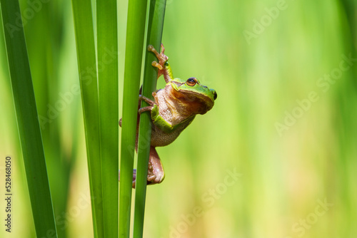 Hyla arborea - Green tree frog on a stalk. The background is green. The photo has a nice bokeh. Wild photo