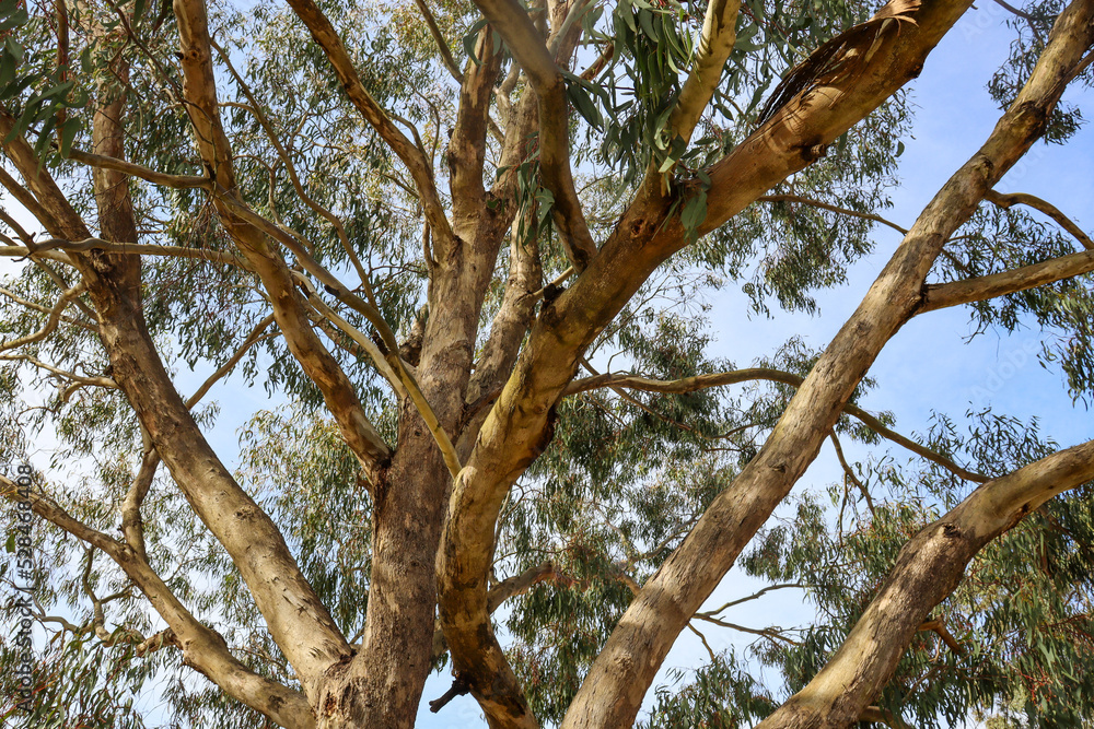 eucalyptus tree branches against blue sky