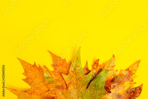 Autumn falling colorful leaves on yellow background with copy space