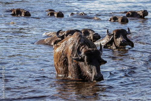 buffalo in water