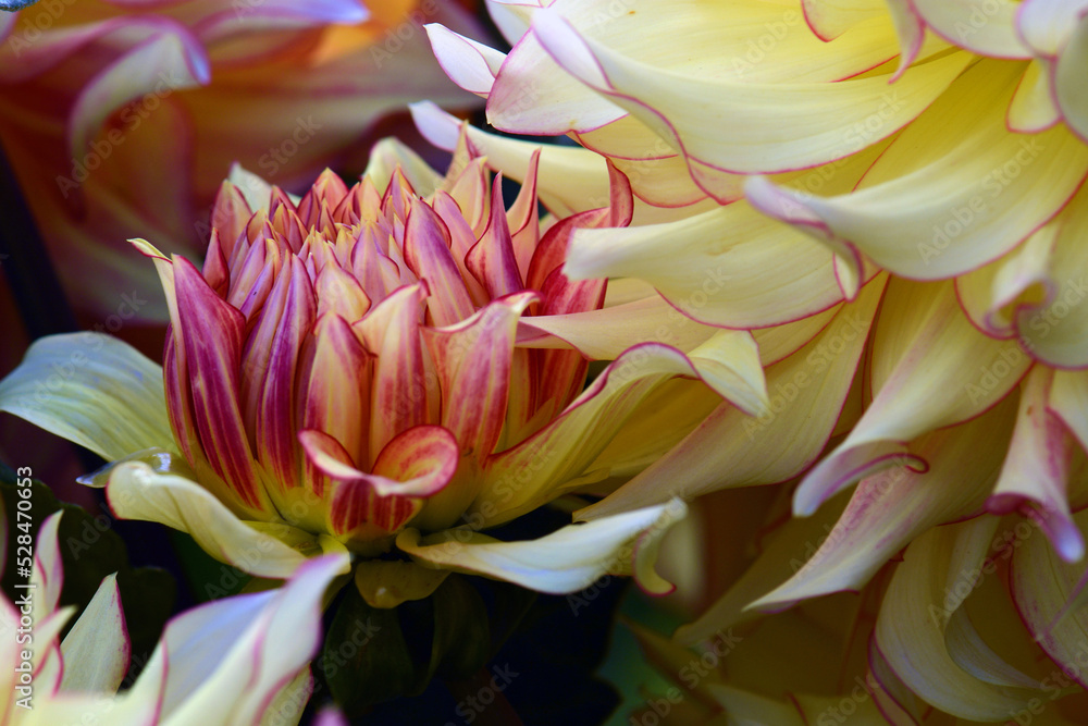 Dahlia 1 Dahlia 1