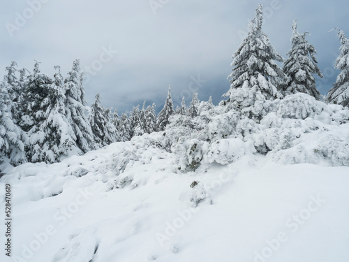 View of winter landscape with fields downhill over snowy spruce tree forest with snow covered conifers. Krkonose Mountains, Czech Republic, cloudy day © Kristyna