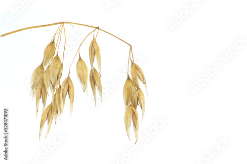 Oats plant with oat florets on white