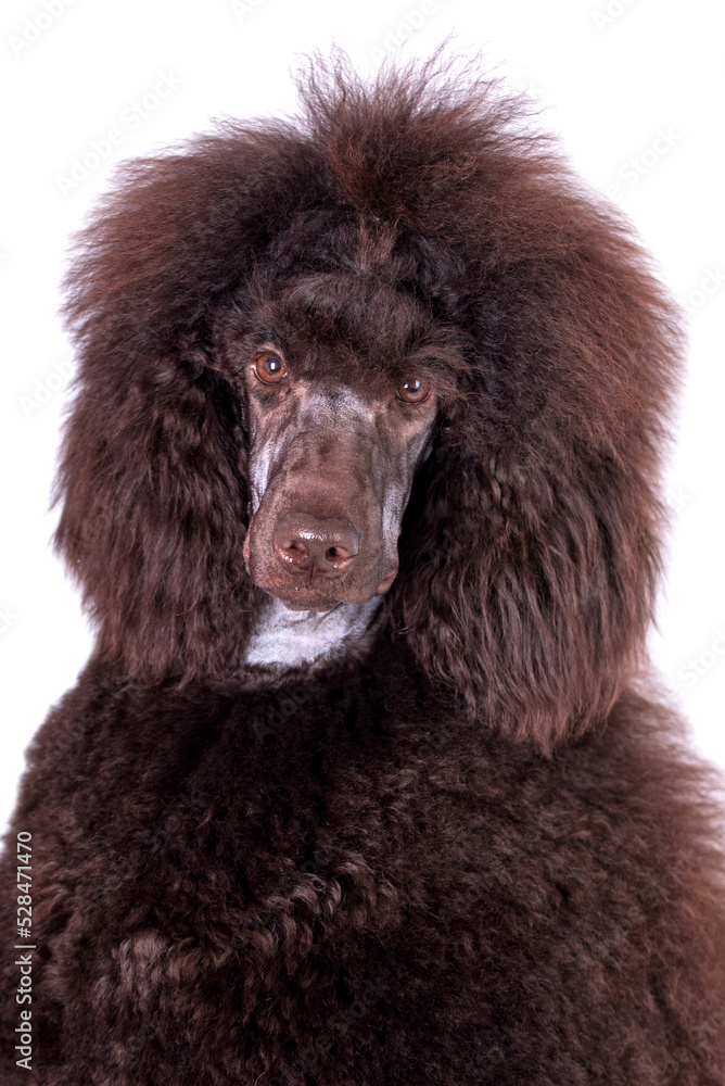 the portrait of the giant brown poodle dog the portrait of the giant brown poodle dog