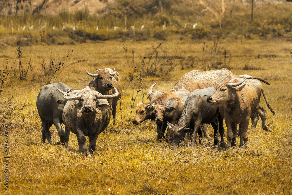 Obraz premium Long horn herd of buffaloes in the field