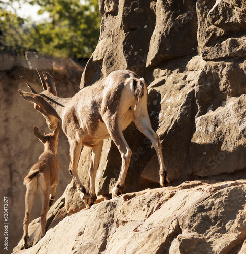 Capra sibirica or Siberian ibex female and infant at the top of a rocky outcrop photo