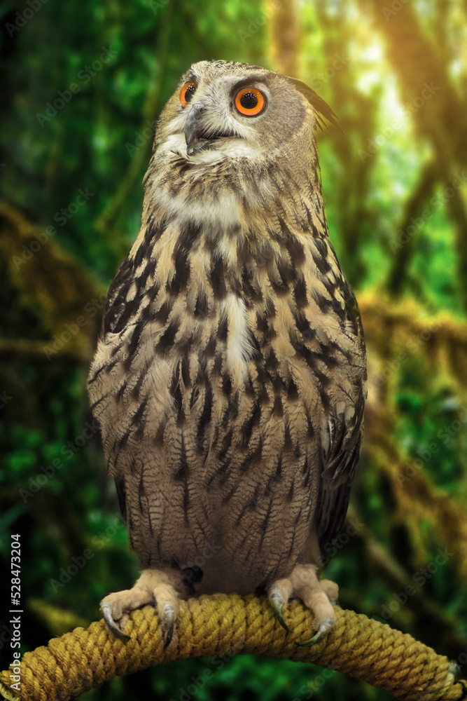 Portrait of an owl bird close-up. Owl with wide eyes. Portrait of an owl bird close-up. Owl with wide eyes.