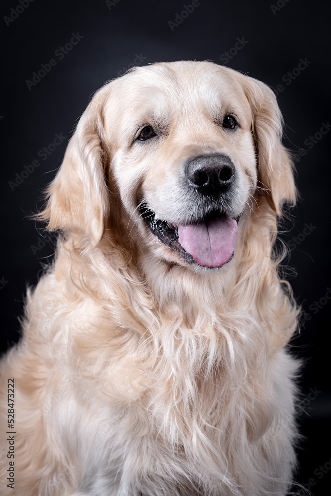 portait of the Golden retriever dog portait of the Golden retriever dog