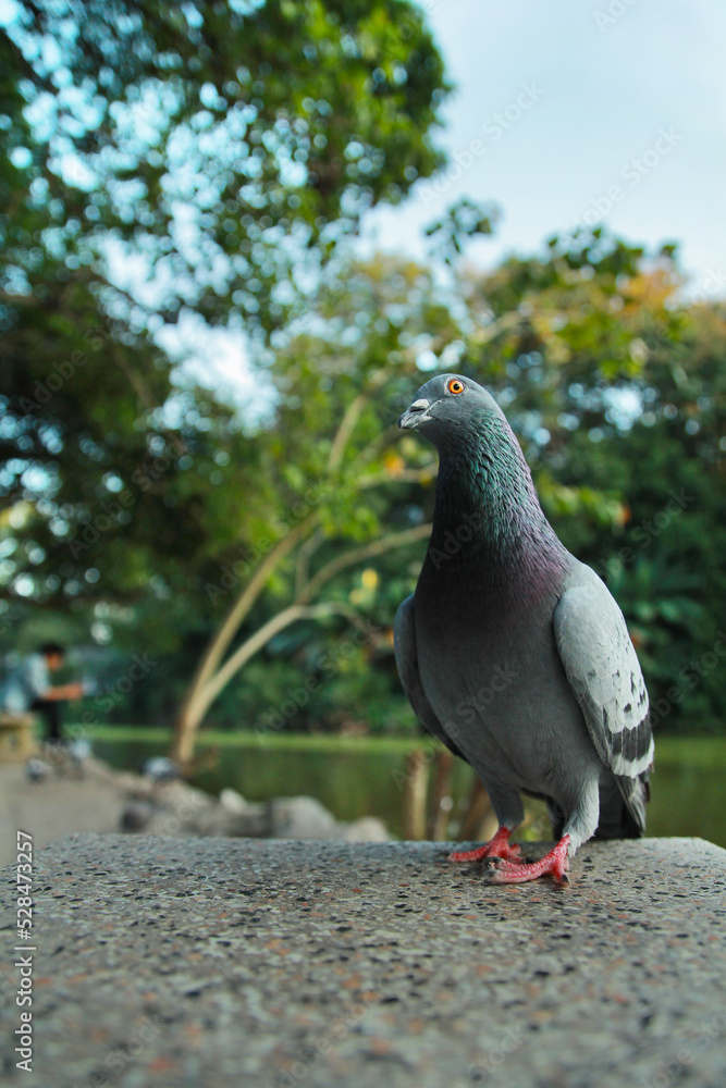 Obraz premium Portrait of pigeon Indian Pigeon common pigeon Columbidae 