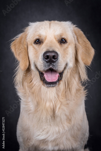 portait of the Golden retriever dog © angloma