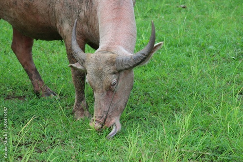 The albino buffalo is a rural animal with a unique genetic skin. with pinkish white skin, standing outdoors in Thailand