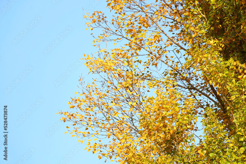 Colorful autumn leaves on a tree. Selective focus. Colorful autumn leaves on a tree. Selective focus.