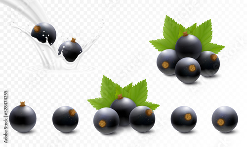 Black currant falling into milk or yogurt splash, fresh berries with green leaves, realistic 3d vector set of berries